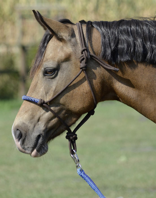 Capezza con nodi Glint - Equestrian Roma - Vendita Articoli Equitazione Roma