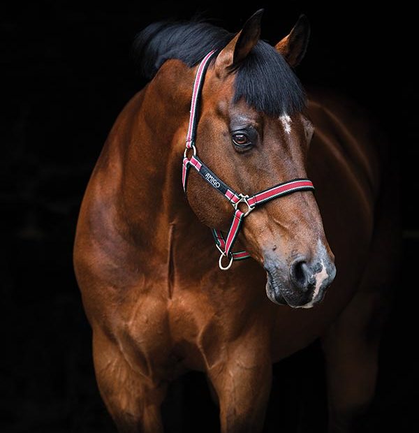 Capezza Cuoio Amigo® - Equestrian Roma - Vendita Articoli Equitazione Roma