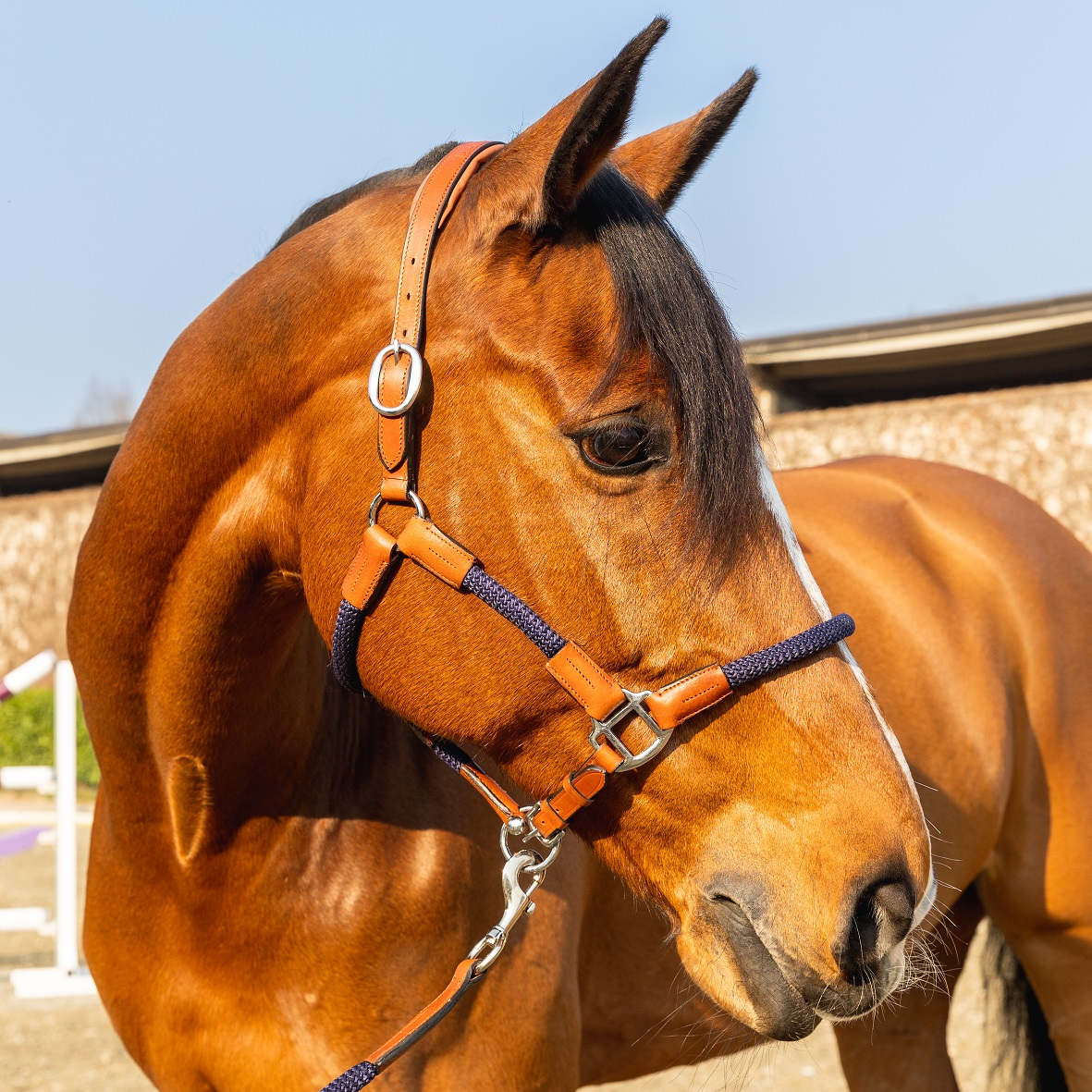 42218-bl|cavezza_con_lunghina_d_istinto_tonda_cuoio_sintetica_cob_cognac_blu