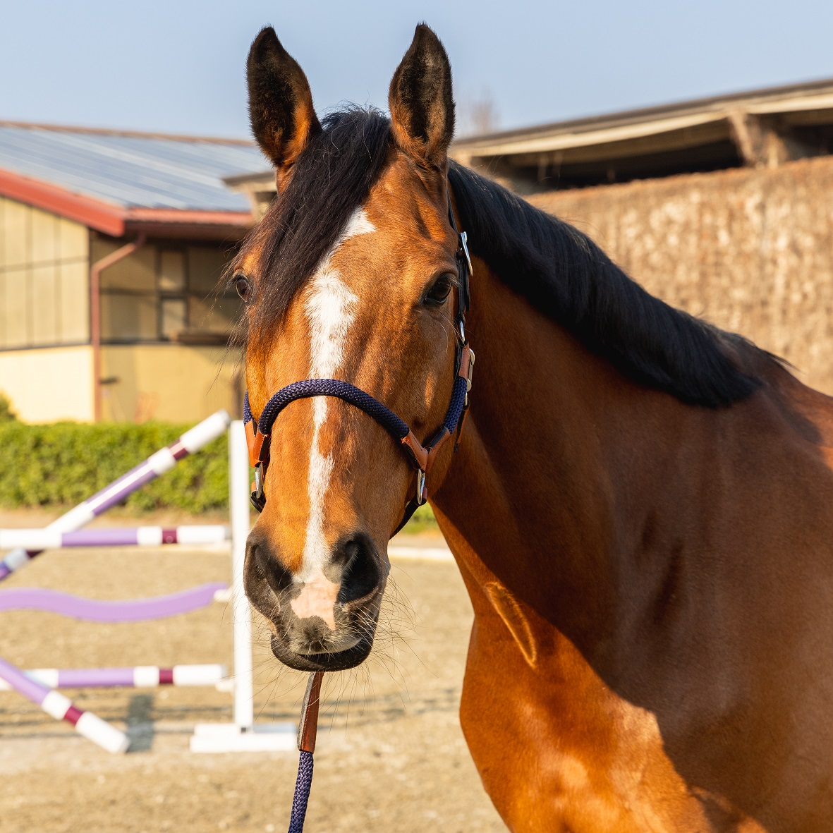 D·ISTINTO-ROPE_HALTER_SPOGA22_SIZE_COB_B|cavezza_con_lunghina_d_istinto_tonda_cuoio_sintetica_cob_cognac_blu