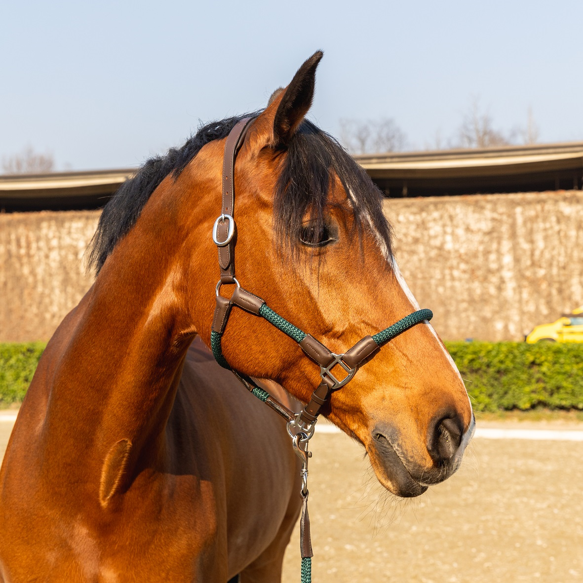 D·ISTINTO-ROPE_HALTER_SPOGA22_SIZE_COB_V|cavezza_con_lunghina_d_istinto_tonda_cuoio_sintetica_cob_marr_verde