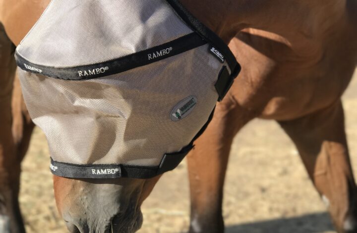 L’estate in scuderia ☀️🐝