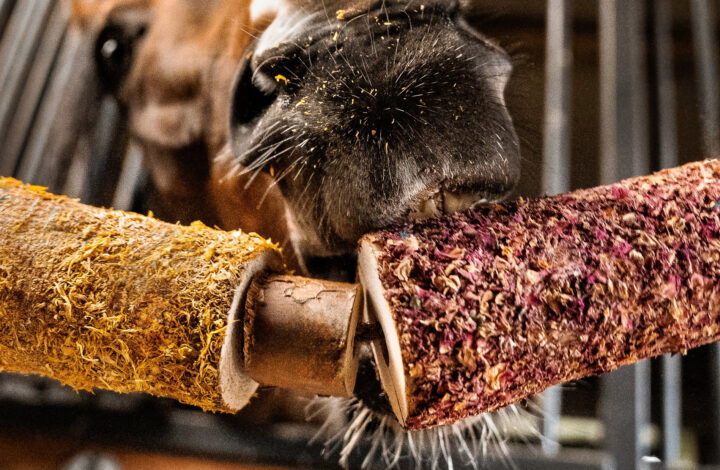 Nuovi Toys naturali per cavalli!