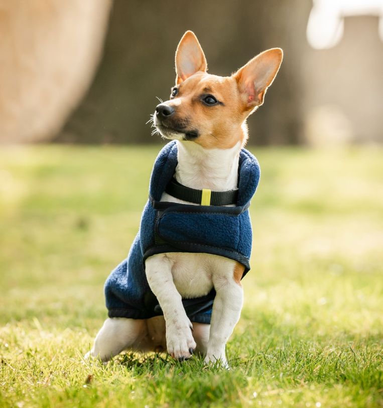 rrhfm0-b000-horseware-signature-dog-fleece-navy-main rrhfm0-b000-horseware-signature-dog-fleece-navy-main