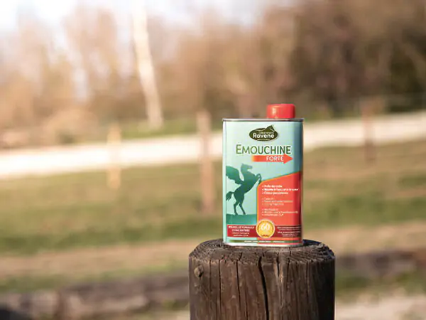 forte2-600×450.jpg forte2-600×450.jpg